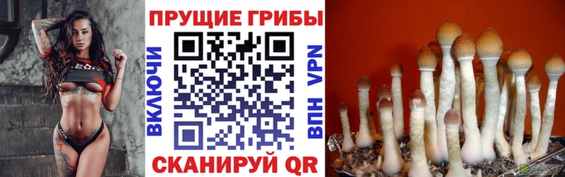Галлюциногенные грибы Psilocybine cubensis  Ачинск 
